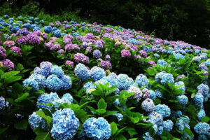 Sự tích hoa Cẩm Tú Cầu – Truyền thuyết tình yêu bất diệt