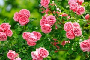 Sự tích hoa hồng – Biểu tượng của tình yêu vĩnh cửu