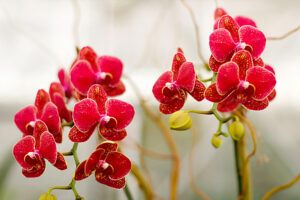 Sự tích hoa Lan Hồ Điệp – Câu chuyện huyền thoại về loài hoa thanh khiết