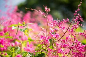 Sự tích hoa Tigon – Giọt lệ hồng của tình yêu dang dở