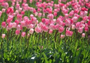 Sự tích hoa Tulip – Khúc tình ca từ vùng đất gió