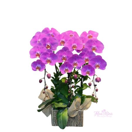 Hoa Lan Hồ Điệp Tím – Biểu Tượng Của Sự Sang Trọng Và Thịnh Vượng
