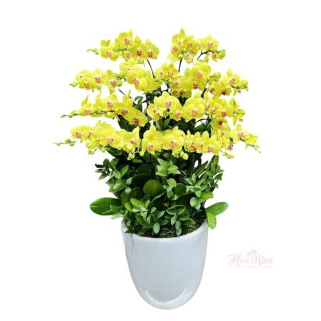 Hoa lan hồ điệp vàng – Biểu tượng của sự thịnh vượng và hạnh phúc